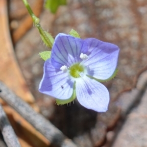 Veronica calycina at Paddys River, ACT - suppressed