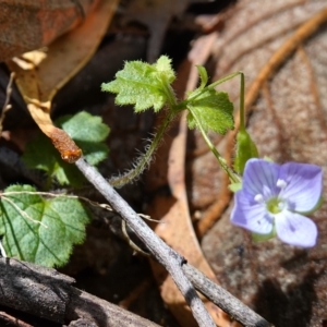 Veronica calycina at Paddys River, ACT - suppressed