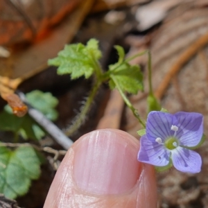 Veronica calycina at Paddys River, ACT - suppressed