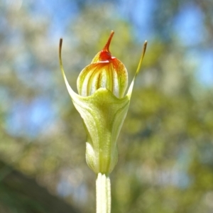 Diplodium atrans at Paddys River, ACT - suppressed