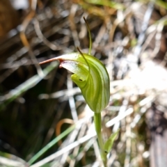 Diplodium atrans at Paddys River, ACT - suppressed