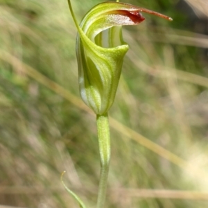 Diplodium atrans at Paddys River, ACT - 10 Feb 2023