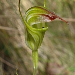 Diplodium atrans at Paddys River, ACT - suppressed