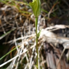 Diplodium atrans at Paddys River, ACT - suppressed