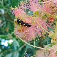 Amphylaeus (Agogenohylaeus) obscuriceps at Holder, ACT - 14 Feb 2023 by Miranda