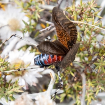 Acripeza reticulata (Mountain Katydid) at Cotter River, ACT - 17 Feb 2023 by SWishart