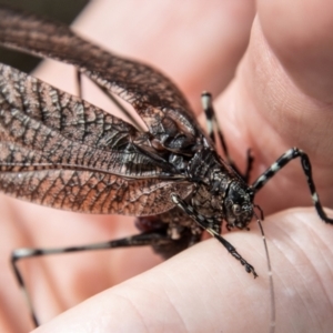 Acripeza reticulata at Cotter River, ACT - 17 Feb 2023 11:39 AM