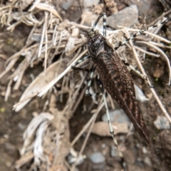 Acripeza reticulata at Cotter River, ACT - 17 Feb 2023 11:39 AM