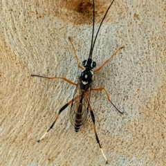 Glabridorsum stokesii (A parasitic wasp) at Lions Youth Haven - Westwood Farm A.C.T. - 17 Feb 2023 by HelenCross