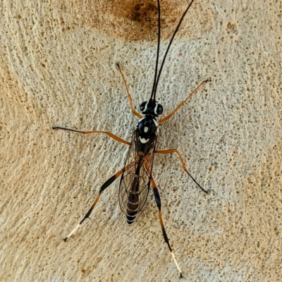 Glabridorsum stokesii (A parasitic wasp) at Lions Youth Haven - Westwood Farm - 17 Feb 2023 by HelenCross