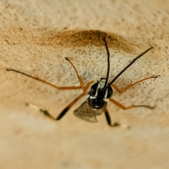 Glabridorsum stokesii at Kambah, ACT - 17 Feb 2023