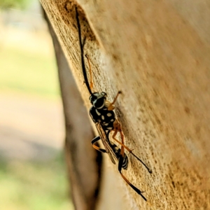 Glabridorsum stokesii at Kambah, ACT - 17 Feb 2023