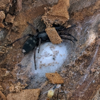 Lampona sp. (genus) (White-tailed spider) at Lions Youth Haven - Westwood Farm A.C.T. - 17 Feb 2023 by HelenCross