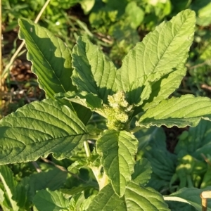 Amaranthus powellii at Fadden, ACT - 17 Feb 2023