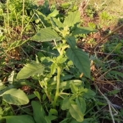 Amaranthus powellii at Fadden, ACT - 17 Feb 2023 07:45 AM