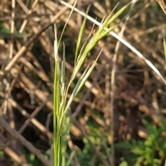 Microlaena stipoides (Weeping Grass) at Fadden, ACT - 16 Feb 2023 by KumikoCallaway