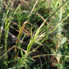 Microlaena stipoides at Fadden, ACT - 17 Feb 2023 07:41 AM