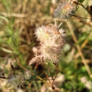 Trifolium arvense var. arvense at Fadden, ACT - 17 Feb 2023 07:42 AM