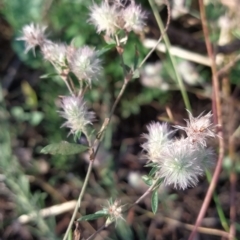 Trifolium arvense var. arvense at Fadden, ACT - 17 Feb 2023 07:42 AM