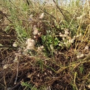 Trifolium arvense var. arvense at Fadden, ACT - 17 Feb 2023 07:42 AM