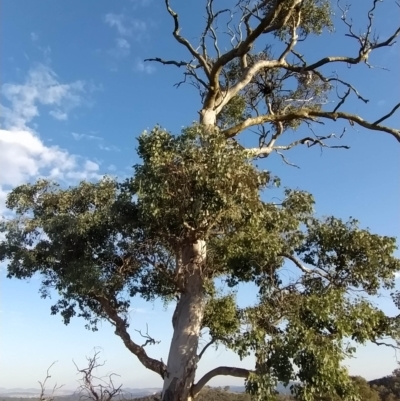 Eucalyptus polyanthemos (Red Box) at Wanniassa Hill - 16 Feb 2023 by KumikoCallaway