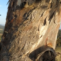 Eucalyptus polyanthemos at Wanniassa Hill - 17 Feb 2023