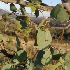 Eucalyptus polyanthemos at Fadden, ACT - 17 Feb 2023