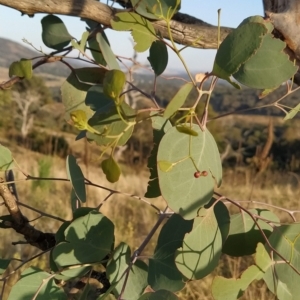 Eucalyptus polyanthemos at Wanniassa Hill - 17 Feb 2023 07:38 AM