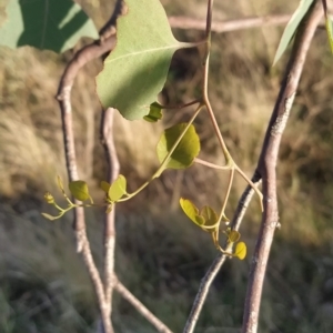 Eucalyptus polyanthemos at Fadden, ACT - 17 Feb 2023