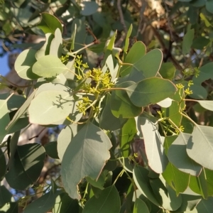 Eucalyptus polyanthemos at Wanniassa Hill - 17 Feb 2023 07:38 AM