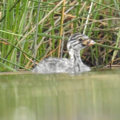 Tachybaptus novaehollandiae (Australasian Grebe) at Lions Youth Haven - Westwood Farm A.C.T. - 17 Feb 2023 by HelenCross