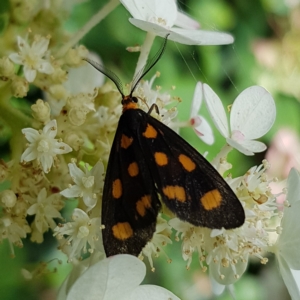 Asura cervicalis at Braidwood, NSW - 17 Feb 2023 01:30 PM