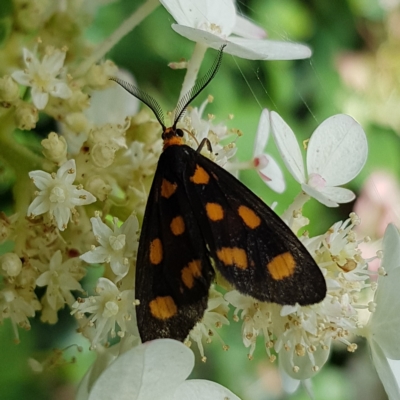 Asura cervicalis (Spotted Lichen Moth) at QPRC LGA - 17 Feb 2023 by MatthewFrawley