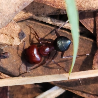 Melophorus sp. (genus) (Furnace ant) at Deakin, ACT - 15 Feb 2023 by NathanaelC
