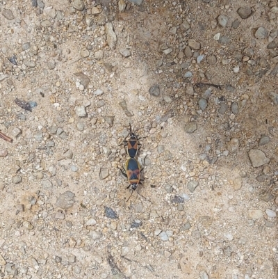 Dindymus versicolor (Harlequin Bug) at Namadgi National Park - 16 Feb 2023 by GirtsO