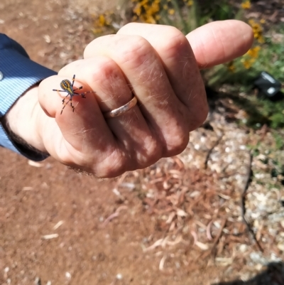 Amorbus (genus) (Eucalyptus Tip bug) at Curtin, ACT - 17 Feb 2023 by hannahfish