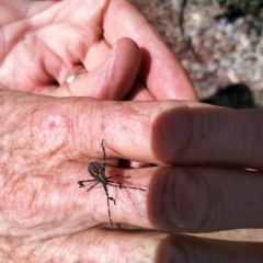 Amorbus (genus) at Curtin, ACT - 17 Feb 2023 10:09 AM