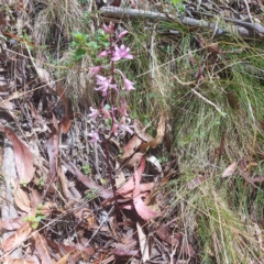 Dipodium roseum (Rosy Hyacinth Orchid) at Namadgi National Park - 16 Feb 2023 by GirtsO