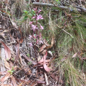 Dipodium roseum at Cotter River, ACT - 16 Feb 2023