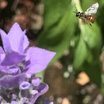 Exoneura sp. (genus) (A reed bee) at Dulwich Hill, NSW - 5 Feb 2023 by JudeWright