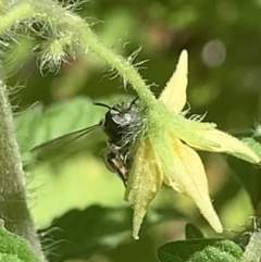 Lipotriches (Austronomia) phanerura (Halictid Bee) at Dulwich Hill, NSW - 5 Feb 2023 by JudeWright