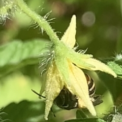 Lipotriches (Austronomia) phanerura at Dulwich Hill, NSW - suppressed