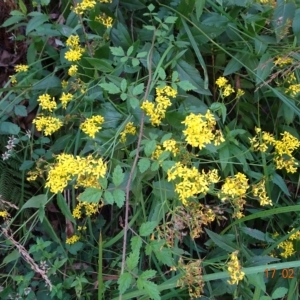 Senecio linearifolius at Cotter River, ACT - 17 Feb 2023 02:35 PM