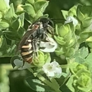 Lipotriches (Austronomia) phanerura at Dulwich Hill, NSW - 11 Feb 2023