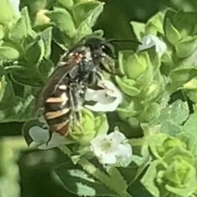 Lipotriches (Austronomia) phanerura (Halictid Bee) at Dulwich Hill, NSW - 11 Feb 2023 by JudeWright