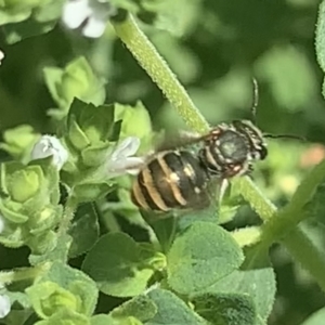 Lipotriches (Austronomia) phanerura at Dulwich Hill, NSW - 11 Feb 2023