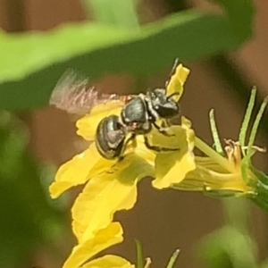 Lipotriches (Austronomia) phanerura at Dulwich Hill, NSW - suppressed