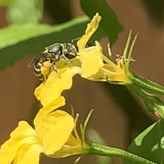 Lipotriches (Austronomia) phanerura at Dulwich Hill, NSW - suppressed