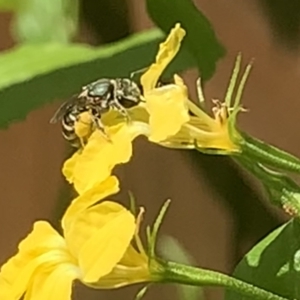 Lipotriches (Austronomia) phanerura at Dulwich Hill, NSW - suppressed