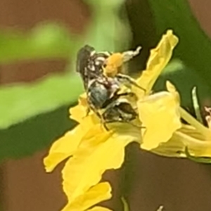 Lipotriches (Austronomia) phanerura at Dulwich Hill, NSW - suppressed